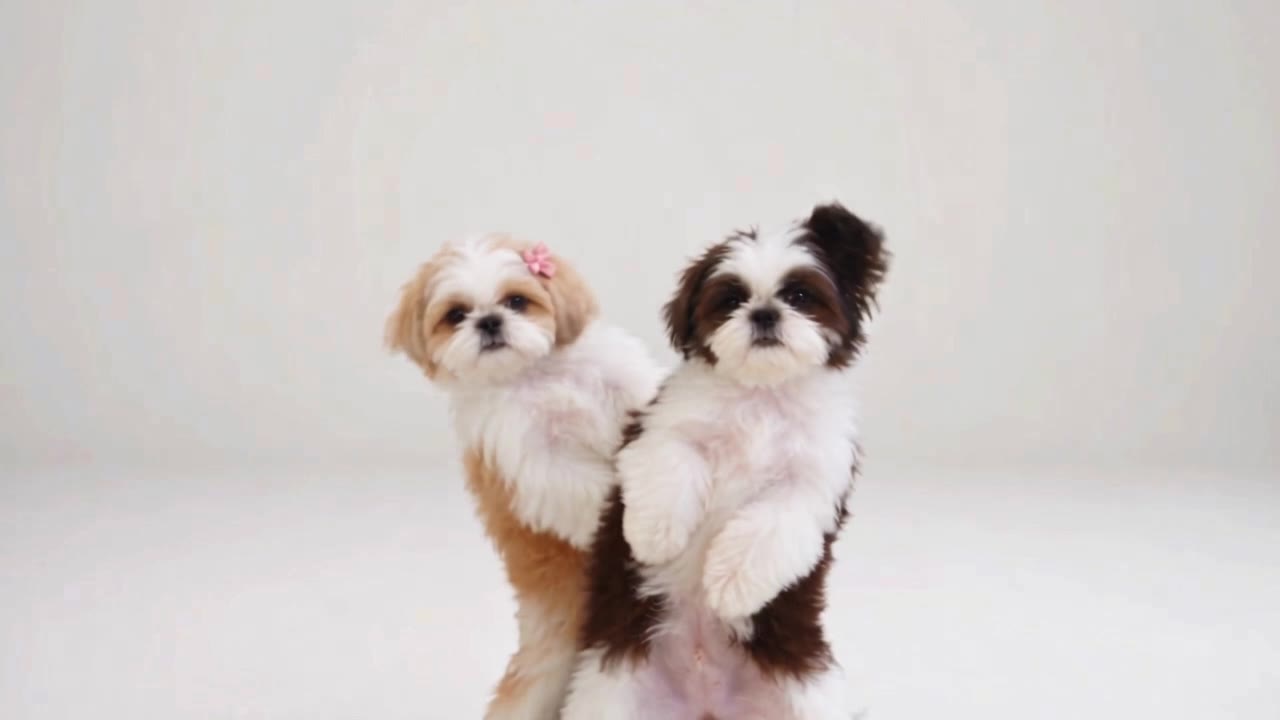 모션 단계 — Motion Transfer 720p